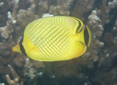 Chaetodon rafflesii