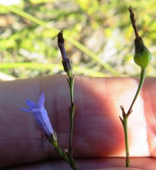 Siphocodon spartioides