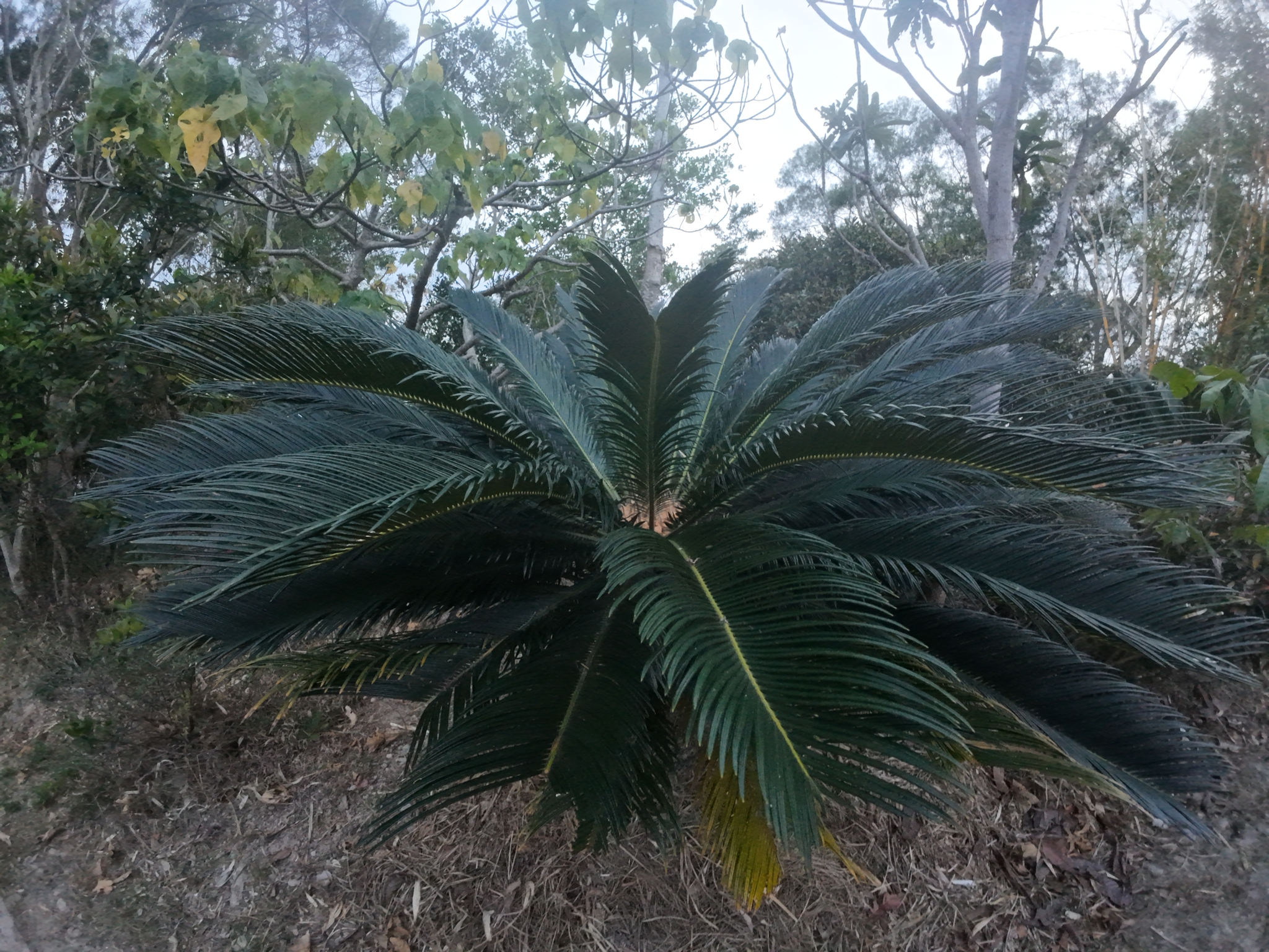 Imagem de Sagu-de-jardim