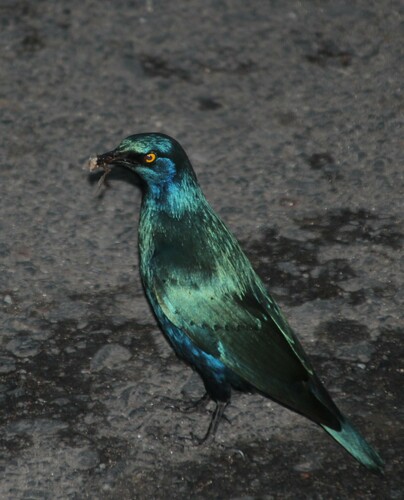 Greater Blue-eared Starling (Lamprotornis chalybaeus), photo 6