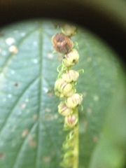 Heliotropium transalpinum