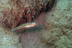 Dashback Goby photo 5