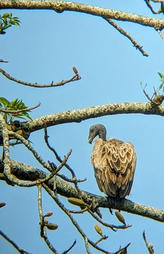 Slender-billed Vulture (Gyps tenuirostris), photo 6
