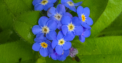 Myosotis sylvatica iNat (2)
