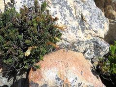 Erica amidae