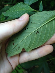 Heliotropium transalpinum