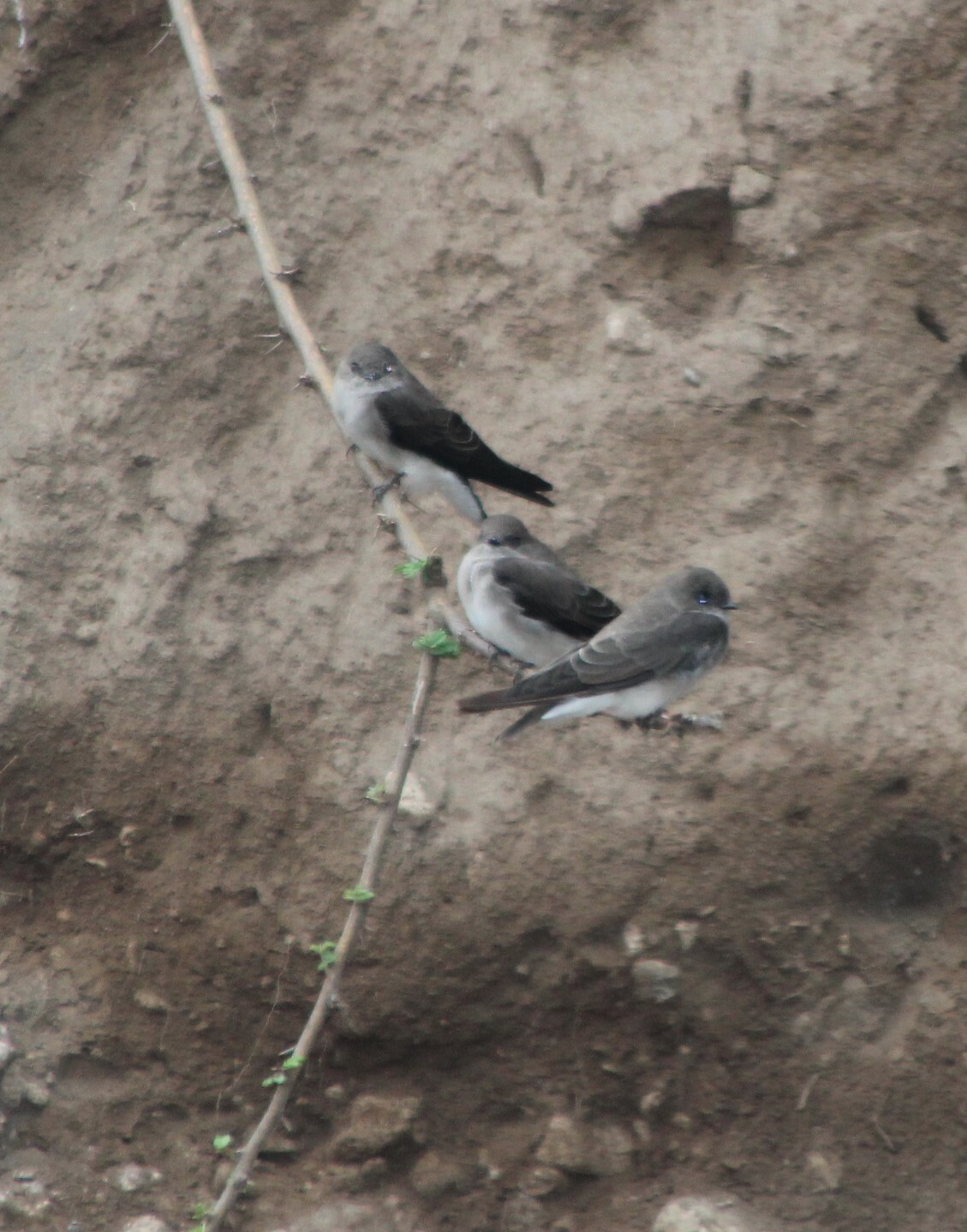 Brown-throated Martin