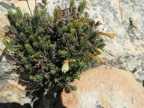 Image of Erica amidae by (c) linkie, some rights reserved (CC BY)