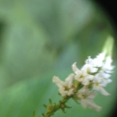 Heliotropium transalpinum