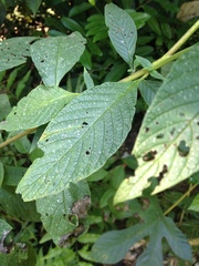 Heliotropium transalpinum