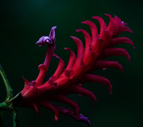 Aphelandra crispata (Aphelandra crispata)