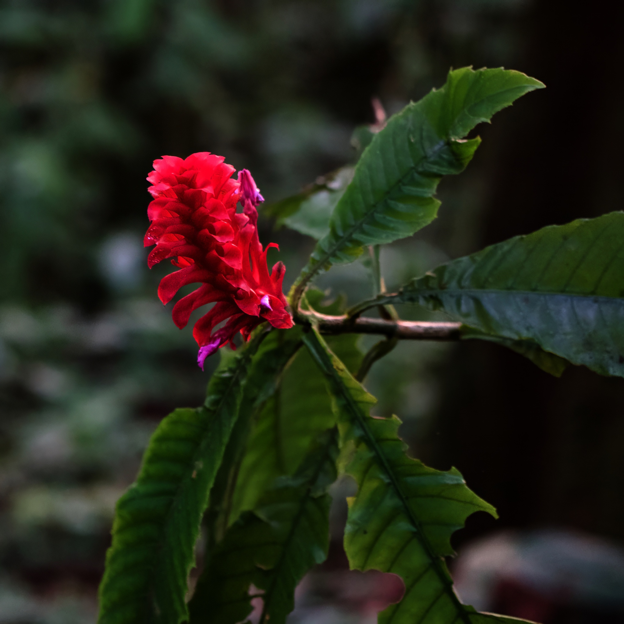 Aphelandra crispata Leonard 3