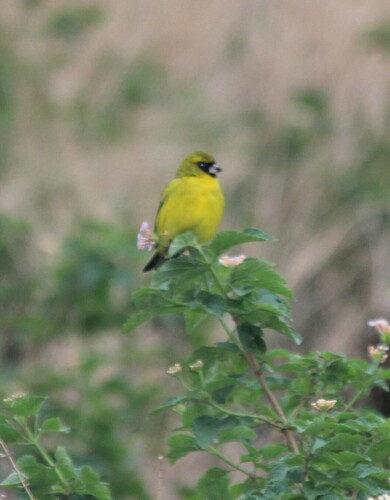 African Citril (Crithagra citrinelloides), photo 8