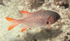 Myripristis violacea