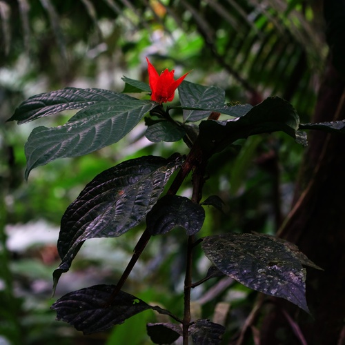Peruvian Wild Petunia (Ruellia chartacea)