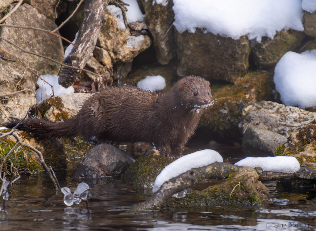 American Mink from St Croix County, WI, USA on March 27, 2024 at 02:55 ...