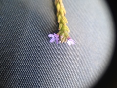 Verbena litoralis