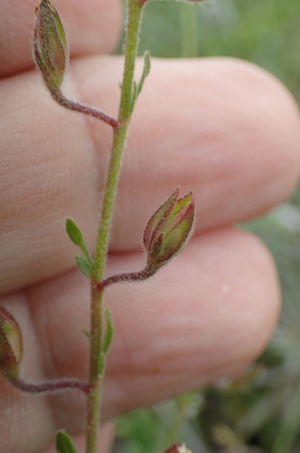 Willowleaf frostweed (Helianthemum salicifolium)