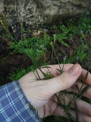 Verbena litoralis