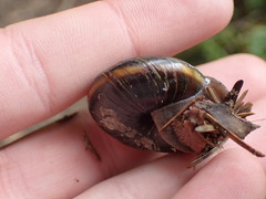 Monadenia infumata callidina