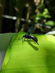 Macrocneme chrysitis