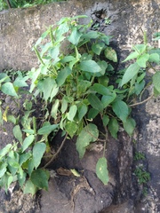 Acalypha communis apicalis