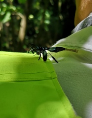 Macrocneme chrysitis