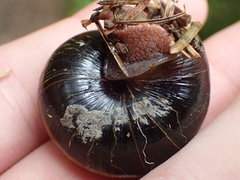 Monadenia infumata callidina