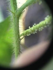 Acalypha communis apicalis