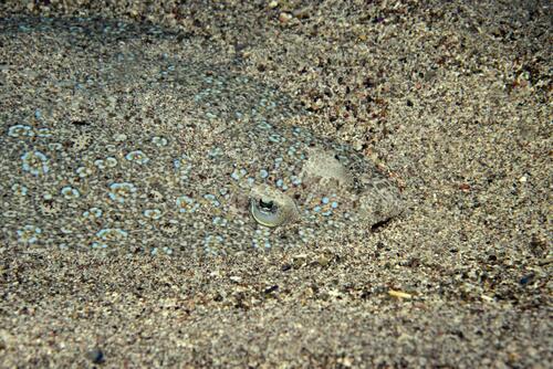 Maculated flounder (Bothus maculiferus) — Bothidae — 3