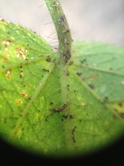 Acalypha communis apicalis