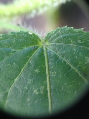 Acalypha communis apicalis