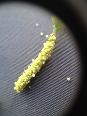 Acalypha communis apicalis