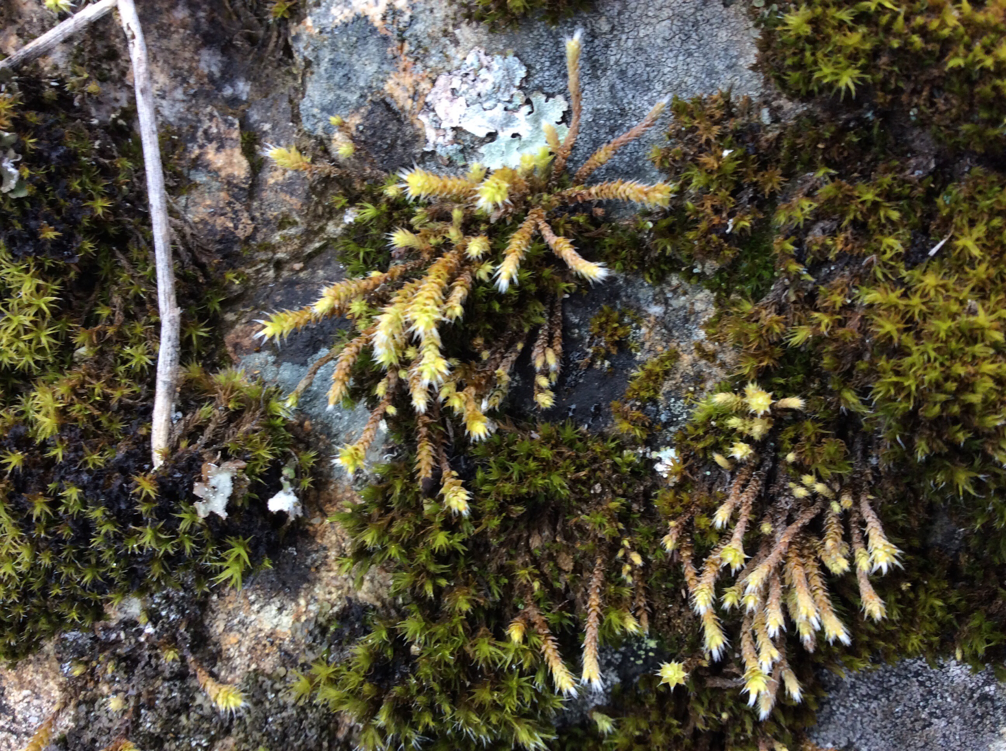 Hedwigia detonsa