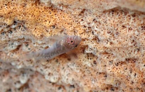 Smallmouth goby (Risor ruber) — Gobiidae — 5