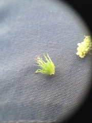 Acalypha communis apicalis