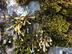 Hedwigia detonsa