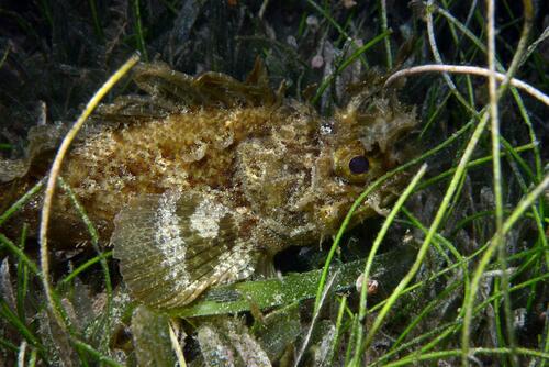 Grass scorpionfish (Scorpaena grandicornis) — Scorpaenidae — 4