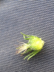 Acalypha communis apicalis