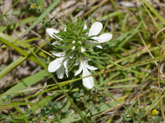 Teucrium laciniatum