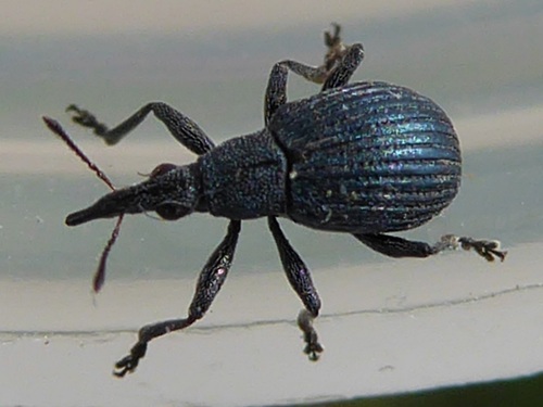 Representative image of Oxystoma pomonae