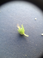 Acalypha communis apicalis