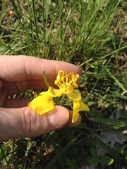 Cypella armosa