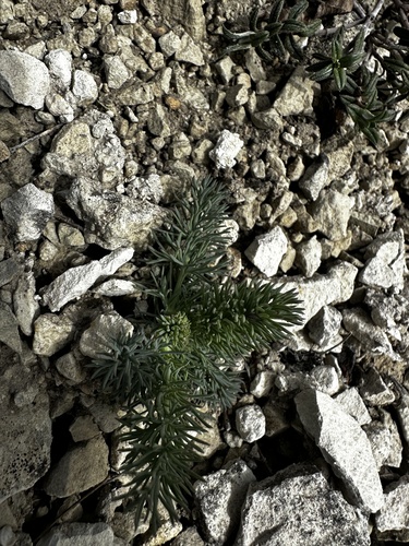 Seseli gummiferum, photograph 5