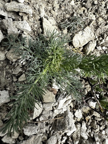 Seseli gummiferum, photograph 6