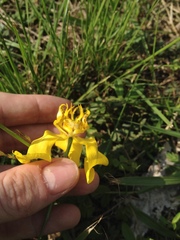 Cypella armosa