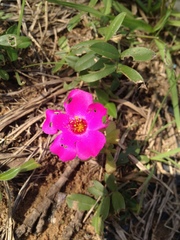 Portulaca