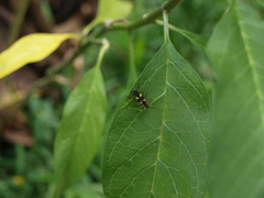 Oncopeltus cingulifer