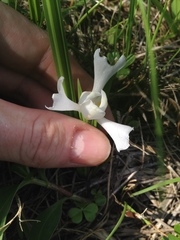 Cipura paludosa