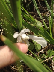 Cipura paludosa